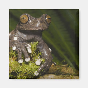 Aimant Grenouille arboricole captive de Tapichalaca Hylos
