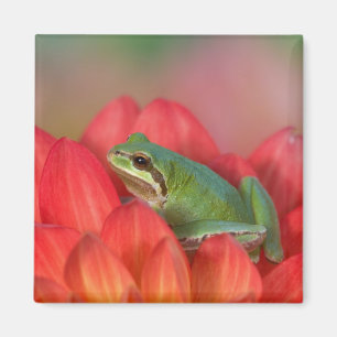 Aimant Grenouille arboricole du Pacifique sur des fleurs