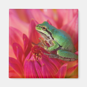 Aimant Grenouille arboricole du Pacifique sur des fleurs