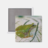 Aimant Grenouille arboricole du Pacifique sur des fleurs (Recto/Verso)