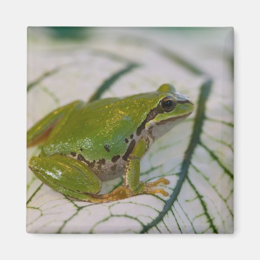 Aimant Grenouille arboricole du Pacifique sur des fleurs (Devant)