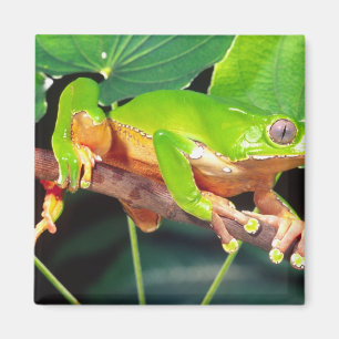 Aimant Grenouille arboricole singe bicolore, Phyllomedusa