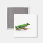 Aimant Grenouille aux yeux rouges (Recto/Verso)