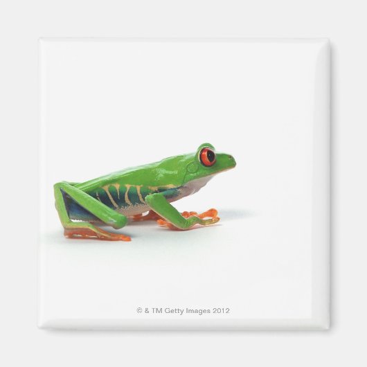 Aimant Grenouille aux yeux rouges (Devant)
