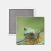 Aimant Grenouille aux yeux rouges (Agalychnis callidryas) (Recto/Verso)