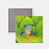 Aimant Grenouille aux yeux rouges, Costa Rica (Recto/Verso)