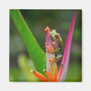 Aimant Grenouille aux yeux rouges, Costa Rica