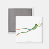 Aimant Grenouille aux yeux rouges saut (Recto/Verso)