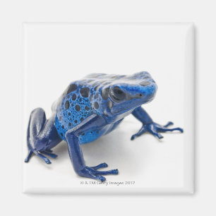 Aimant Grenouille bleue de dard de poison (Dendrobates