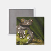 Aimant Grenouille captive Tapichalaca Hyloscirtus 3 (Recto/Verso)