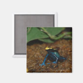 Aimant Grenouille colorée (Recto/Verso)