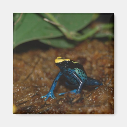 Aimant Grenouille colorée (Devant)