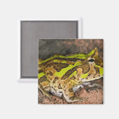 Aimant Grenouille corne brésilienne, Ceratophrys cornuta, (Recto/Verso)