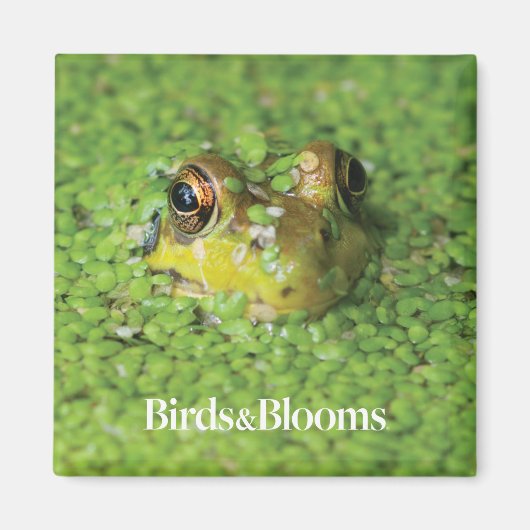 Aimant Grenouille dans les algues vertes (Devant)