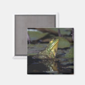 Aimant Grenouille dans un étang (Recto/Verso)