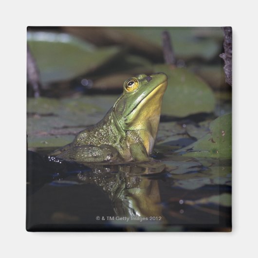 Aimant Grenouille dans un étang (Devant)