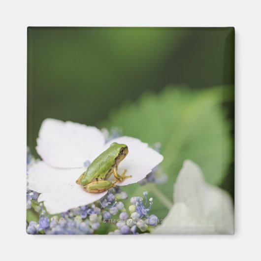 Aimant Grenouille d'arbre assise sur une Hydrangée, Hyogo (Devant)