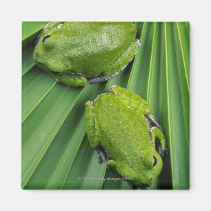 Aimant Grenouille d'arbre d'écorcement (gratiosa de hyla