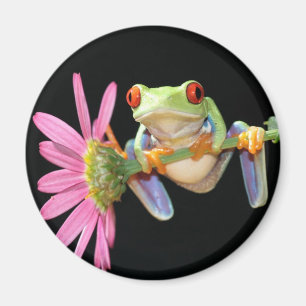 Aimant grenouille d'arbre observée par rouge