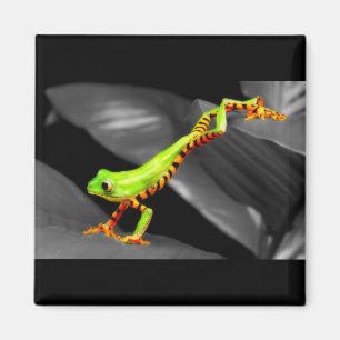Aimant Grenouille d'arbre sautante