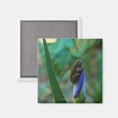 Aimant Grenouille d'arbre vert sur Iris (Recto/Verso)