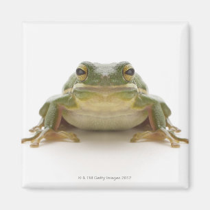 Aimant Grenouille d'arbre verte (Hylidae cinerea)