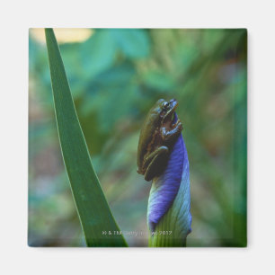 Aimant Grenouille d'arbre verte sur l'iris