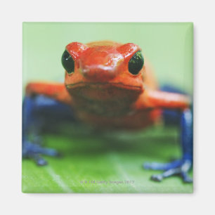 Aimant Grenouille de blue-jean