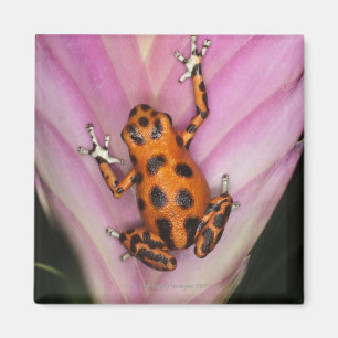 Aimant Grenouille de dard d'île de deux points, pumilio