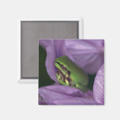 Aimant Grenouille des arbres de White (Recto/Verso)