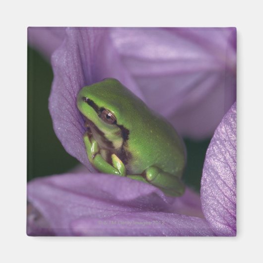 Aimant Grenouille des arbres de White (Devant)