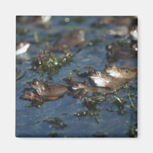 Aimant Grenouille drôle