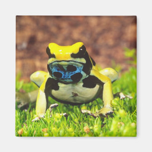 Aimant Grenouille empoisonnée, Dendrobates tinctorius,