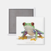 Aimant Grenouille femelle 2 (Recto/Verso)