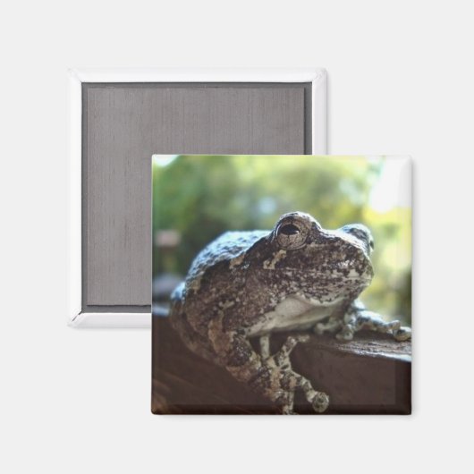 Aimant Grenouille gris commun posée sur un mur (Recto/Verso)