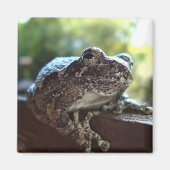 Aimant Grenouille gris commun posée sur un mur (Devant)