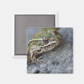 Aimant Grenouille léopard du nord, Île transparente, (Recto/Verso)