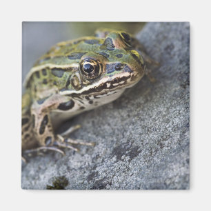 Aimant Grenouille léopard du nord, Île transparente,