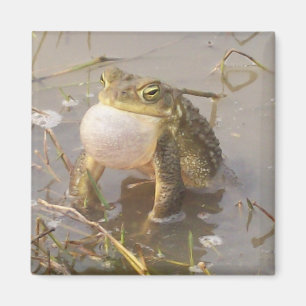 Aimant Grenouille mugissante