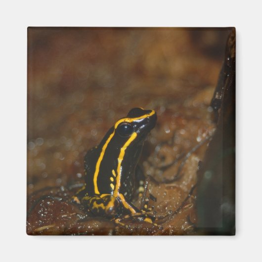 Aimant Grenouille noire et jaune (Devant)