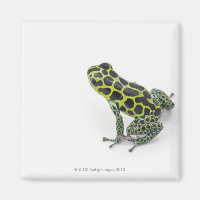 Grenouille noire Poison vert tacheté