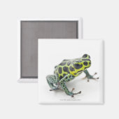 Aimant Grenouille noire Poison vert tacheté (Recto/Verso)