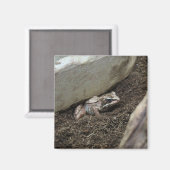 Aimant Grenouille sale (Recto/Verso)