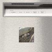 Aimant Grenouille sale (In Situ (Lave-vaisselle))