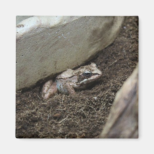 Aimant Grenouille sale (Devant)