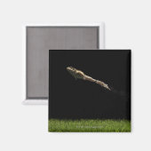 Aimant grenouille sautant de l'herbe verte fraîche (Recto/Verso)