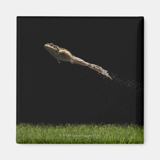 Aimant grenouille sautant de l'herbe verte fraîche (Devant)