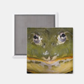 Aimant Grenouille-taureau africaine, Pyxicephalus (Recto/Verso)