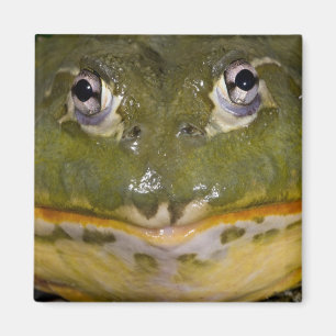 Aimant Grenouille-taureau africaine, Pyxicephalus