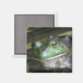 Aimant Grenouille-taureau américaine (Recto/Verso)